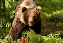Urs la Cetatea Neamț, a fost emis mesaj RO-Alert