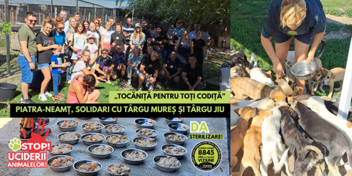 tocanita pentru codita