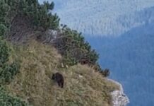 Urs semnalat pe Ceahlău, turiștii au primit mesaj RO-ALERT