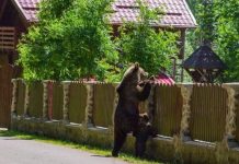 Trei alerte de urs în nici două ore la Piatra-Neamț