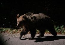 Alertă de urs la Borca, prefectul le cere primarilor decizii rapide și curajoase