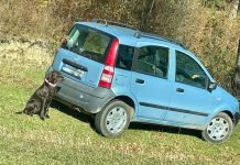 1,5 kilograme de trufe recoltate ilegal, confiscate la Secu