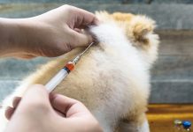 Focar de rabie: vaccinare pisici și câini în Agapia și Târgu Neamț