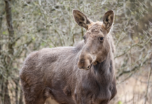 Moment istoric pentru biodiversitate: patru exemplare de elan au sosit în Parcul Natural Vânători Neamț