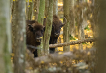 Coloana sonoră a naturii românești: piesa „Zimbru” se lansează la radio de Ziua Pământului