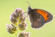 Expoziția de fotografie „LEPIDOPTERA” – o călătorie vizuală în lumea fluturilor