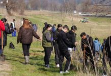 „Rădăcini către viitor” – primii 300 de copaci plantați în județul Neamț