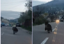 Urs pe strada Dragoș Vodă din Piatra-Neamț: speriat de mașini și câini, a fugit spre deal