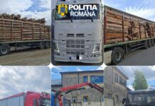 Sechestru instituit asupra a 8 autoutilitare și 7 remorci utilizate la transporturi ilicite de material lemnos