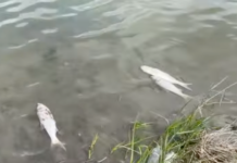 Pești morți – probabil prin șoc termic – pe Lacul Pângărați