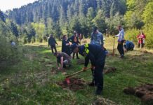 Elevii de la Școala Vaduri au plantat 100 de stejari