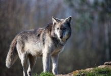 Lup văzut pe o stradă din Borca, autoritățile au emis mesaj RO-Alert