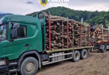 Prevenirea și combaterea delictelor silvice – în atenția polițiștilor