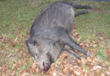 Mistreț mort de pestă porcină africană găsit pe Fondul Neagra