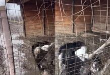 Imagini șocante cu sacrificarea unui struț, amendă de 12.000 de lei pentru un bărbat din Doljești