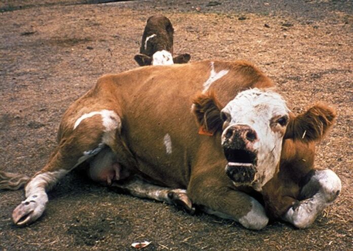 rabie-la-bovine-cazuri-noi