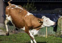 Măsuri pentru prevenirea și combaterea răspândirii rabiei în județul Neamț