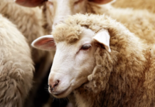 Focar de variolă ovină la Boghicea, 225 de animale vor fi sacrificate